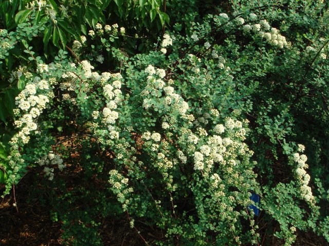 Spiraea arcuata P1D